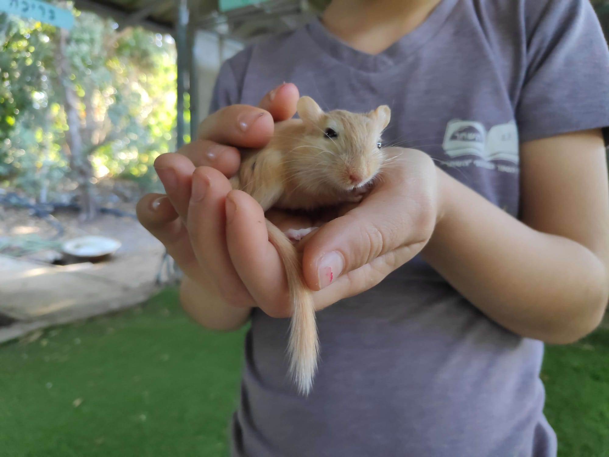 הנסט - טיפול רגשי בעזרת בעלי חיים