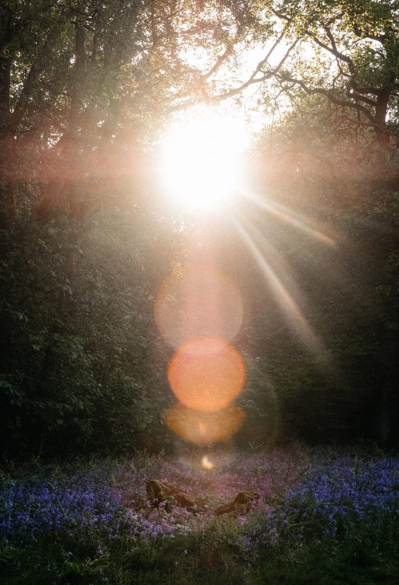 מעובדת הייטק למטפלת בילדים בעזרת בעלי חיים