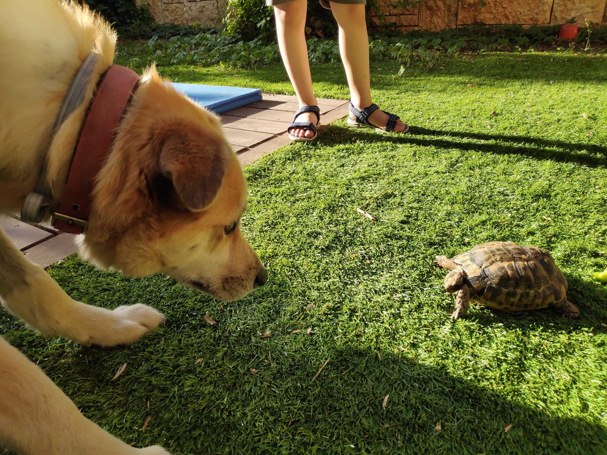 מה מסתתר בתוך השיריון?