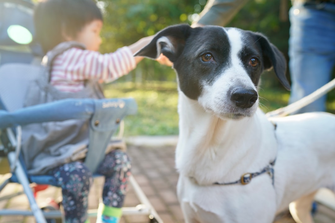 טיפול רגשי לילדים באזור השפלה – רחובות, מזכרת בתיה, גדרה ויבנה
